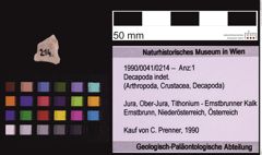 Foto (Objekt + Etiketten) von Decapoda indet. (NHMW-GEO-1990-0041-0214)